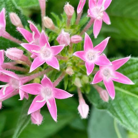 五行花|五星花（茜草科五星花属植物）